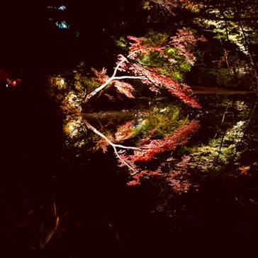 六義園に投稿された画像（2023/12/1）