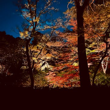 六義園に投稿された画像（2023/12/1）