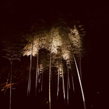 六義園に投稿された画像（2023/12/1）