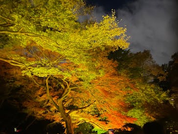 NAKED 紅葉の新宿御苑2023に投稿された画像（2023/12/1）