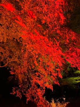 NAKED 紅葉の新宿御苑2023に投稿された画像（2023/12/1）