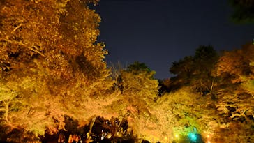 NAKED 紅葉の新宿御苑2023に投稿された画像（2023/12/1）