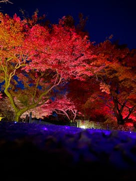 NAKED meets 二条城 2025 観月に投稿された画像（2023/12/1）