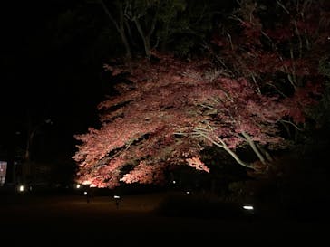 六義園に投稿された画像（2023/12/1）