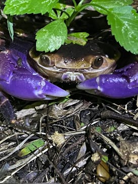 西表島 ADVENTURE PiPi（アドベンチャーピピ）に投稿された画像（2023/12/1）