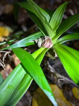 西表島 ADVENTURE PiPi（アドベンチャーピピ）に投稿された画像（2023/12/1）