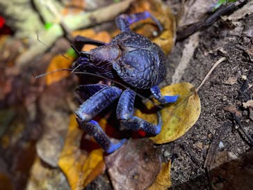 西表島 ADVENTURE PiPi（アドベンチャーピピ）に投稿された画像（2023/12/1）