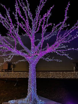 東京メガイルミに投稿された画像（2023/12/1）