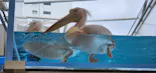 サンシャイン水族館に投稿された画像（2023/12/1）