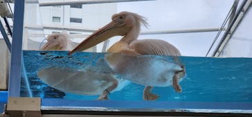 サンシャイン水族館に投稿された画像（2023/12/1）