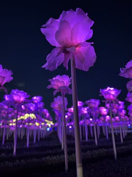 東京メガイルミに投稿された画像（2023/12/1）