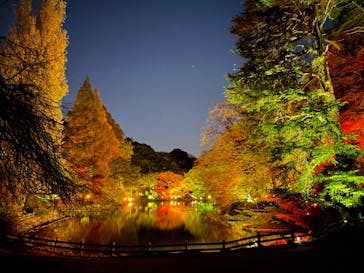 NAKED 紅葉の新宿御苑2023に投稿された画像（2023/12/1）