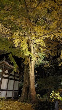 三溪園に投稿された画像（2023/12/1）