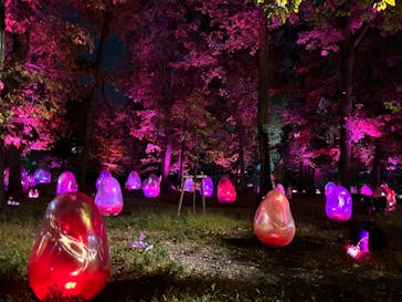 チームラボどんぐりの森の呼応する生命に投稿された画像（2023/12/2）