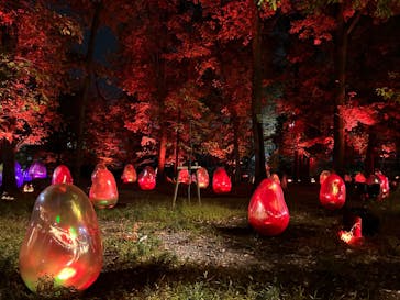 チームラボどんぐりの森の呼応する生命に投稿された画像（2023/12/2）