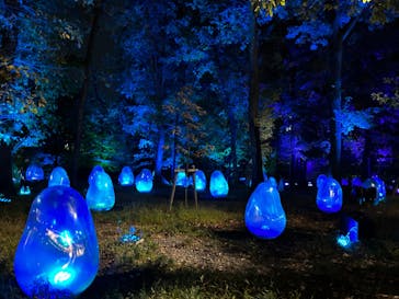 チームラボどんぐりの森の呼応する生命に投稿された画像（2023/12/2）