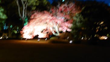 六義園に投稿された画像（2023/12/2）