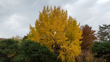 元離宮二条城に投稿された画像（2023/12/2）