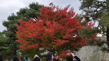 元離宮二条城に投稿された画像（2023/12/2）