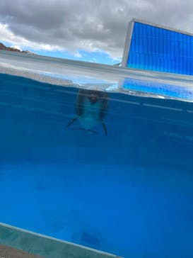 名古屋港水族館に投稿された画像（2023/12/2）