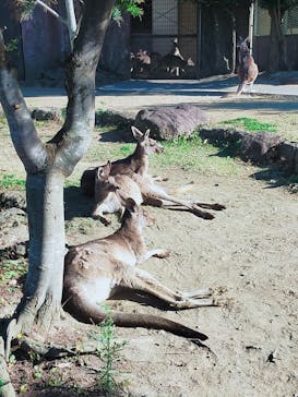 横浜市立金沢動物園に投稿された画像（2023/12/2）