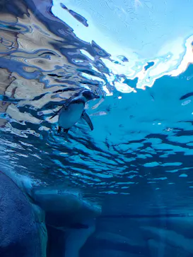 天王寺動物園に投稿された画像（2023/12/2）