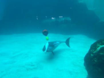 名古屋港水族館に投稿された画像（2023/12/2）