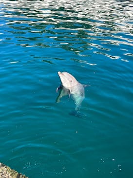 伊豆・三津シーパラダイスに投稿された画像（2023/12/2）