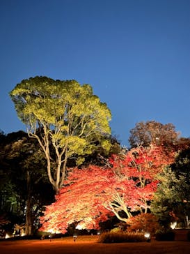 六義園に投稿された画像（2023/12/2）