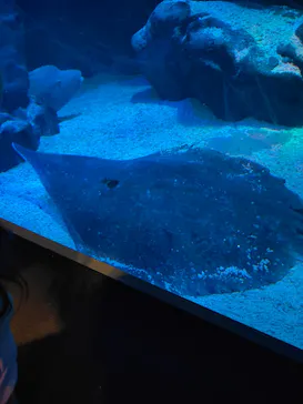 マクセル アクアパーク品川に投稿された画像（2023/12/2）