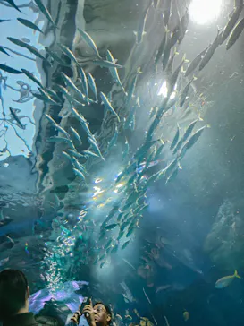 マクセル アクアパーク品川に投稿された画像（2023/12/2）