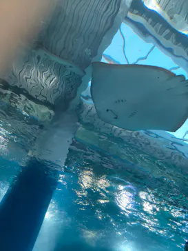 マクセル アクアパーク品川に投稿された画像（2023/12/2）