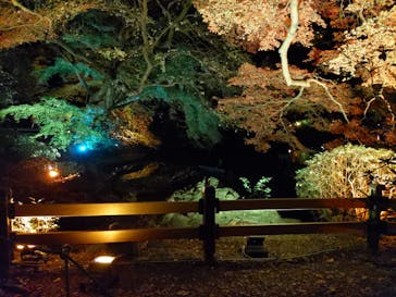 NAKED 紅葉の新宿御苑2023に投稿された画像（2023/12/2）