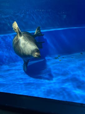 サンシャイン水族館に投稿された画像（2023/12/2）