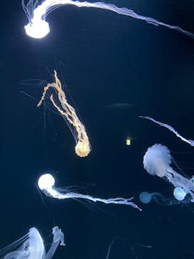 サンシャイン水族館に投稿された画像（2023/12/2）