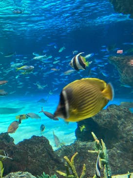 サンシャイン水族館に投稿された画像（2023/12/2）