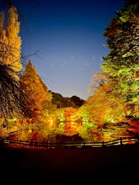 NAKED 紅葉の新宿御苑2023に投稿された画像（2023/12/2）