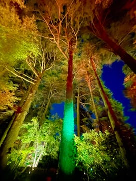 NAKED 紅葉の新宿御苑2023に投稿された画像（2023/12/2）