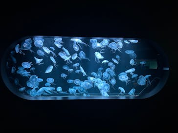 AOAO SAPPOROに投稿された画像（2023/12/2）