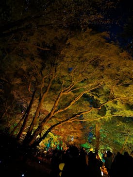 NAKED 紅葉の新宿御苑2023に投稿された画像（2023/12/2）