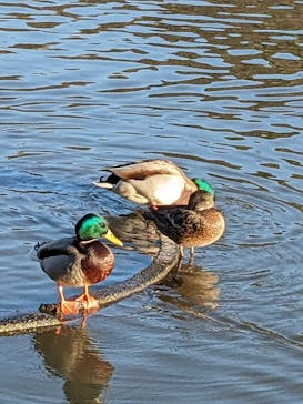 三溪園に投稿された画像（2023/12/2）