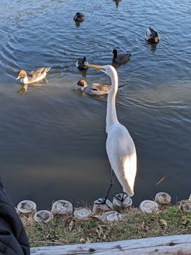 三溪園に投稿された画像（2023/12/2）