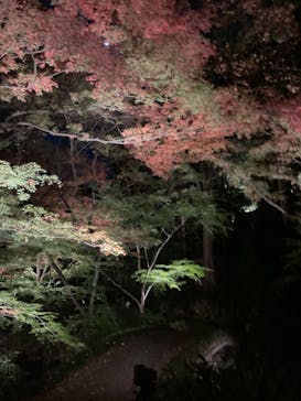 六義園に投稿された画像（2023/12/2）