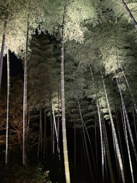 六義園に投稿された画像（2023/12/2）