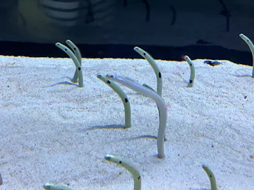 すみだ水族館に投稿された画像（2023/12/2）