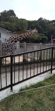 沖縄こどもの国に投稿された画像（2023/12/2）