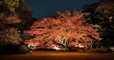 六義園に投稿された画像（2023/12/2）