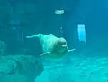 名古屋港水族館に投稿された画像（2023/12/2）