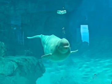 名古屋港水族館に投稿された画像（2023/12/2）