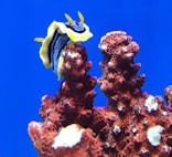 しながわ水族館に投稿された画像（2023/12/2）